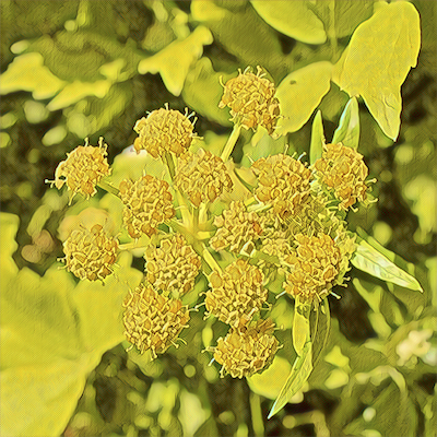 Lovage
