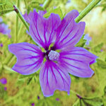 Malva