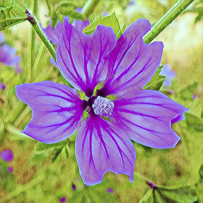 Malva