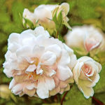 Marie Pavie Rose