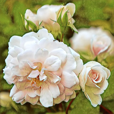 Marie Pavie Rose