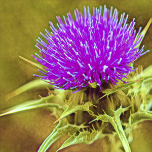 Milk Thistle