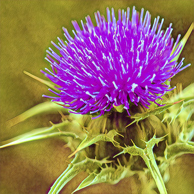 Milk Thistle