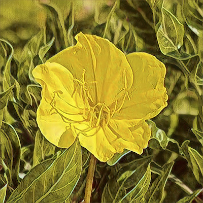 Missouri Primrose