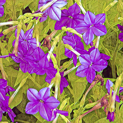 Nicotiana