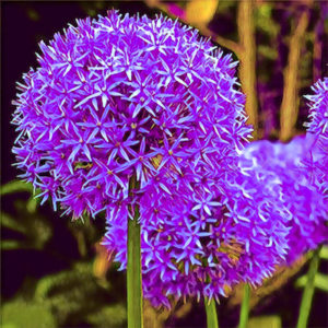 Onion