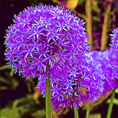Onion