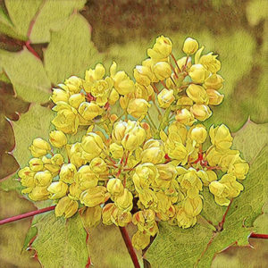 Oregon Grape