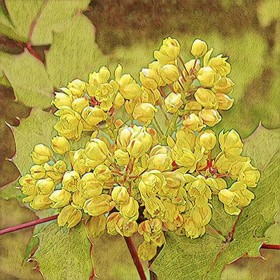 Oregon Grape