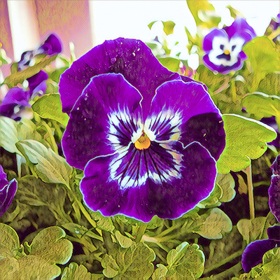 Pansy