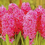 Pink Hyacinth