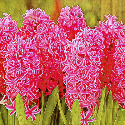 Pink Hyacinth