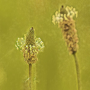 Plantain