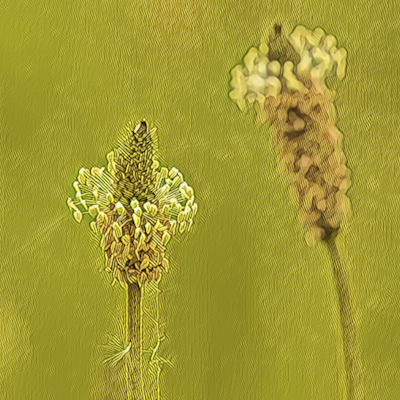 Plantain