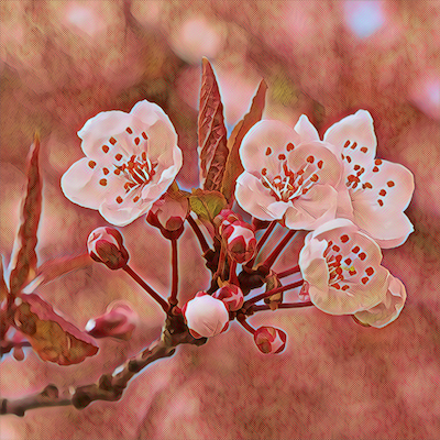 Plum Cherry