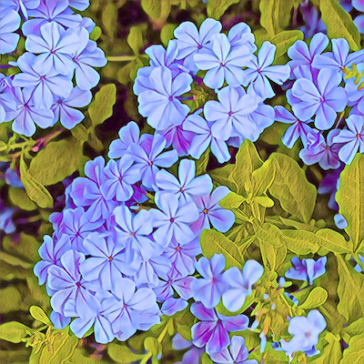 Plumbago