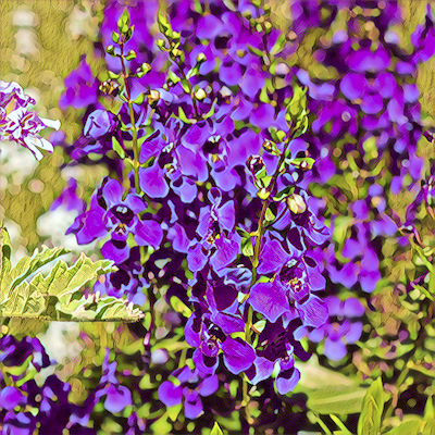Purple Archangel
