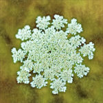 Queen Anne's Lace