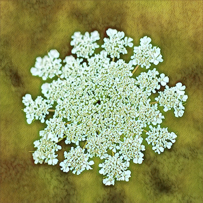Queen Anne's Lace