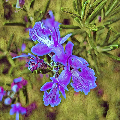Rosemary