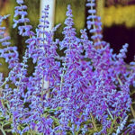 Russian Sage