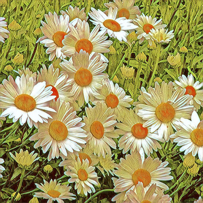 Shasta Daisy