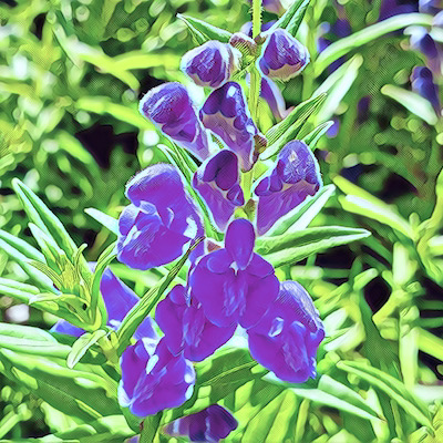 Skullcap