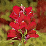 Snapdragon