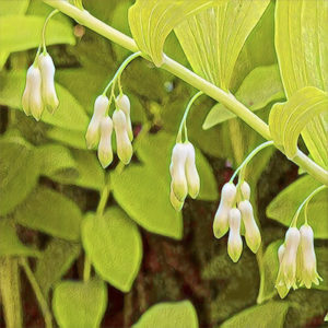 Solomon's Seal