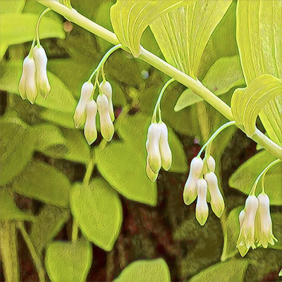 Solomon's Seal