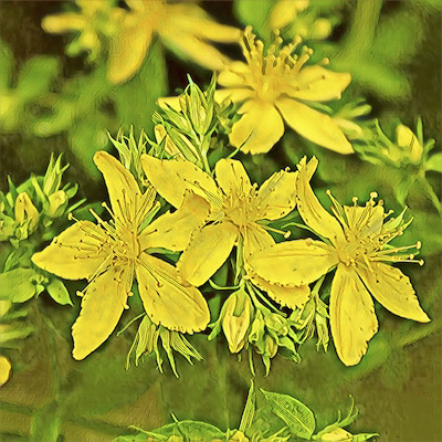 St John's Wort