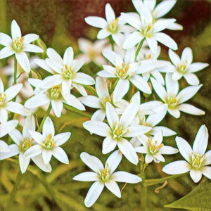 Star of Bethlehem