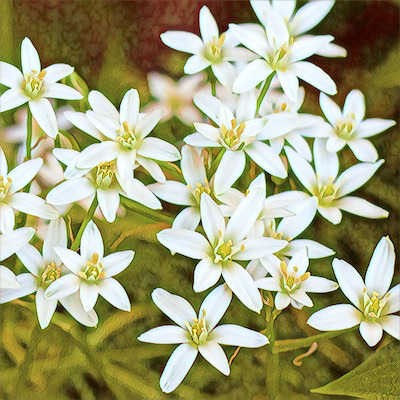 Star of Bethlehem