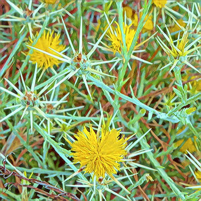 Star Thistle
