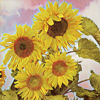 Sunflower
