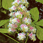 Sweet Chestnut