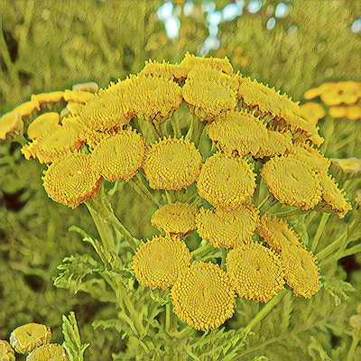 Tansy