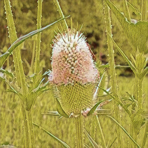 Teasel