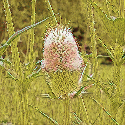 Teasel