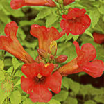 Trumpet Vine
