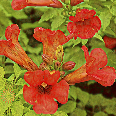 Trumpet Vine