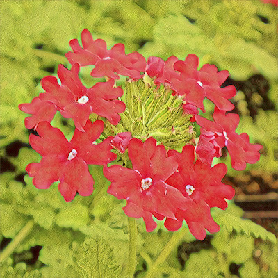 Verbena