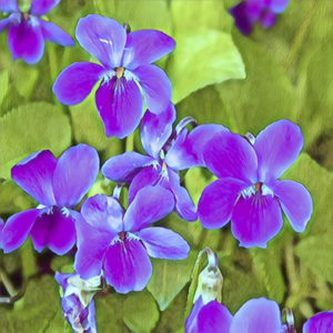 Violet