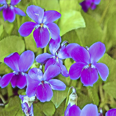 Violet