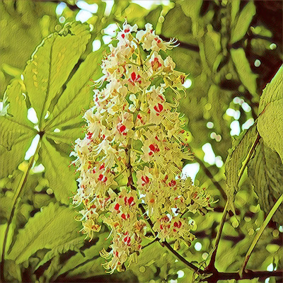 White Chestnut