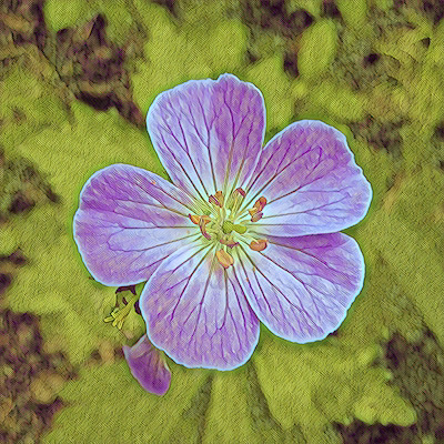 Wild Geranium