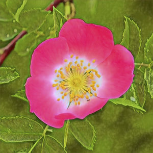 Wild Rose