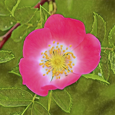Wild Rose