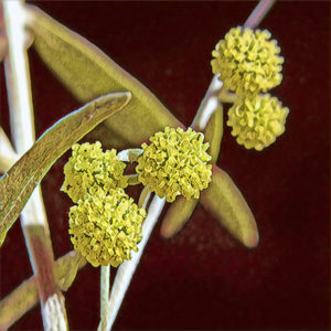 Wormwood