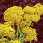 Yarrow